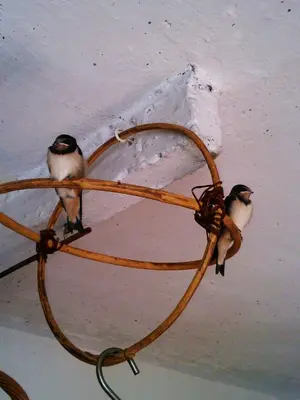 two birds perched on top of a light fixture at Apartma Hiša Pliska in Pliskovica