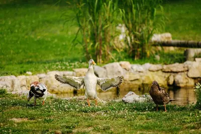 a group of birds standing in the grass near a pond at GOZDNE VILE va VRTI in Kostel