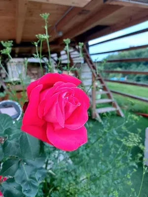 a red rose is growing in a garden at Glamping - Hayrack Vesel in Trebnje