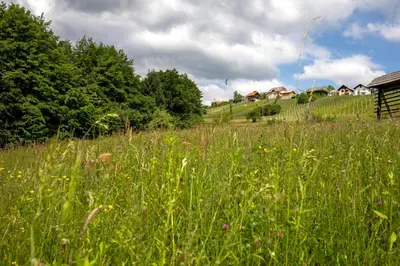a field of tall grass with houses on a hill at Glamping - Hayrack Vesel in Trebnje