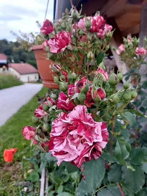 a bunch of pink flowers in a garden at Glamping - Hayrack Vesel in Trebnje