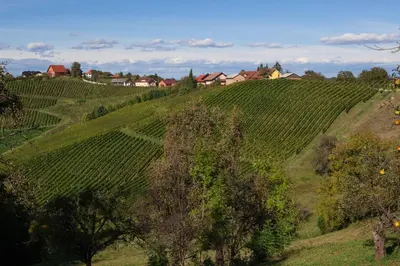 a hillside with green vineyards and houses on it at Wine & Tourism Bračko in Jakobski Dol