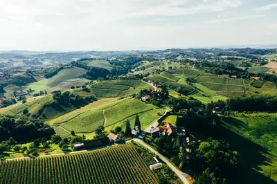 an aerial view of a vineyard in the hills at Wine & Tourism Bračko in Jakobski Dol