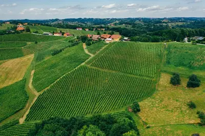 an aerial view of a field of green vineyards at Wine & Tourism Bračko in Jakobski Dol