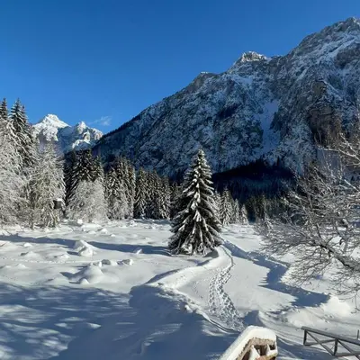 a snow covered mountain with a pine tree in the foreground at Emerald Valley Apartments in Bovec