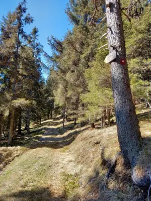 a tree with a sign on the side of it at Peaceful Rogla Apartment in Zreče