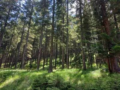 a forest with tall trees and green grass at Peaceful Rogla Apartment in Zreče