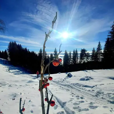 a tree with red berries on it in the snow at Golte SkiCenter App MOUNTAIN VIEW WITH BALCONY in Mozirje
