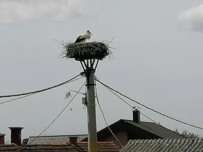 a bird sitting in a nest on top of a pole at Bela golobica Bogojina in Bogojina