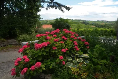 a large bush of pink flowers in a garden at Hiša v Travniku in Šmartno