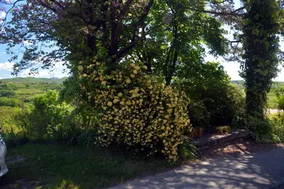 a large tree with yellow flowers on the side of a road at Hiša v Travniku in Šmartno