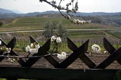 a fence with white flowers on it and a vineyard at Hiša v Travniku in Šmartno