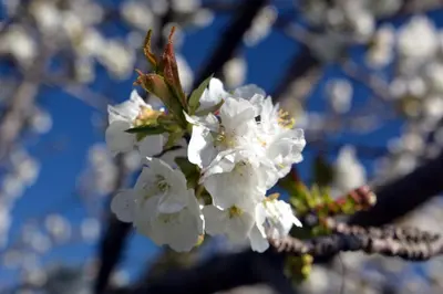 a close up of white flowers on a tree at Hiša v Travniku in Šmartno