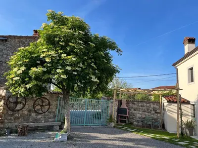 a tree in front of a blue fence at Apartma Ob stari murvi, Sežana in Sežana