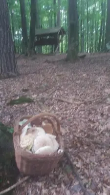 a basket filled with animals sitting in the woods at Balajceva domačija - Moravske Toplice in Moravske Toplice