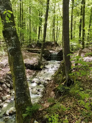 a stream in a wooded area with trees at Apartments Bohinjc in Bohinj