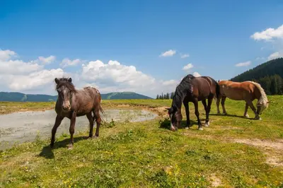three horses standing in a field eating grass at Farmhouse Blackberry Pool & Wellness- Happy Rentals in Vransko