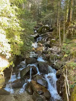 a stream of water in a forest with rocks at APARTMA ODKLOP Rogla in Lukanja