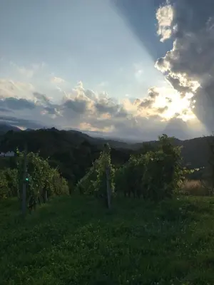 a view of a vineyard with trees in a field at Morning coffee w a view :) in Podčetrtek