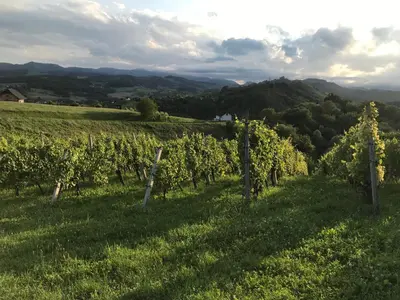 a vineyard with a bunch of grapes in a field at Morning coffee w a view :) in Podčetrtek