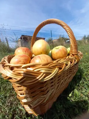 a basket of apples sitting on the grass at VINEA PANONIKA wine & mind retreat in Radenci