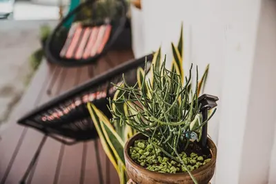 a potted plant sitting on top of a bench at Apartment Dajana in Bovec