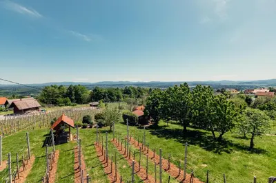 an aerial view of a vineyard with trees at Zidanica Bahor in Črnomelj