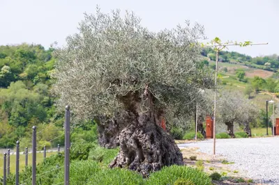a large tree sitting in the middle of a road at Kamp Brda Camping and rooms in Kojsko