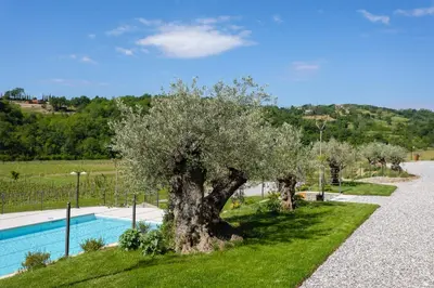 a tree in the grass next to a swimming pool at Kamp Brda Camping and rooms in Kojsko