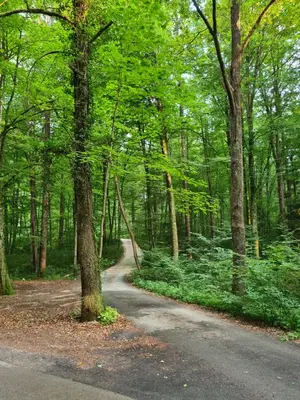 a road in the middle of a forest with trees at Zidanica Žagar in Dolenjske Toplice
