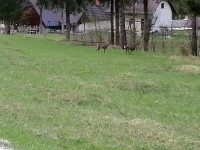 two deer walking in a field of grass at Počitniško stanovanje PLANJA in Soča