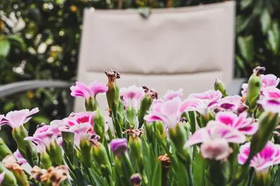 a bunch of pink flowers in front of a chair at Sobe - rooms R&K in Bohinj