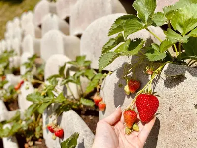 a person holding a bunch of strawberries on a plant at Zelena Oaza in Zgornja Kungota