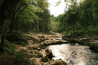 a river in the middle of a forest at Apartmaji Preželj in Bohinj