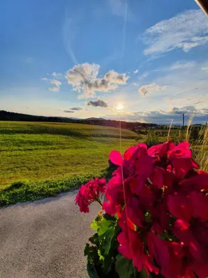 a bouquet of pink flowers sitting next to a road at Apartma Sveti Duh in Nova Vas