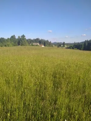 a field of tall green grass with trees in the background at Apartma Sveti Duh in Nova Vas