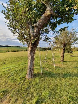 two trees in a field with a swing at Apartma Sveti Duh in Nova Vas