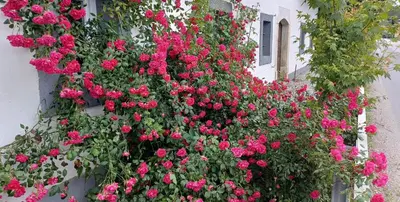 a bunch of pink flowers on the side of a building at Edenski vrt in Ivančna Gorica