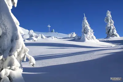 a snow covered slope with snow covered trees and a cross at Natur pur Pikovo in Črna na Koroškem
