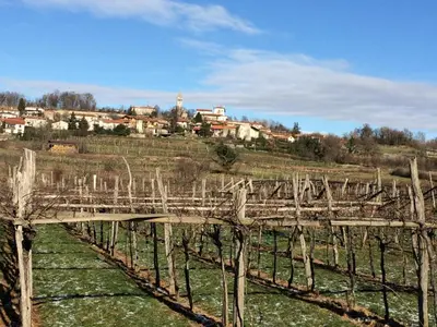 a bunch of vines in a field with a town in the background at Villa Lavanda in Kriz Sezana with private swimpool in Sežana