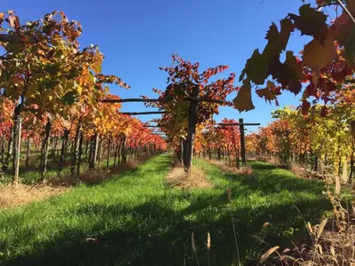 a path through a vineyard in the fall at Villa Lavanda in Kriz Sezana with private swimpool in Sežana