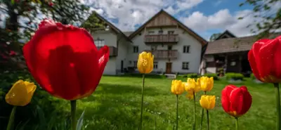 a group of red and yellow tulips in a yard at Apartma in sobe PR'OBJAN in Bohinj
