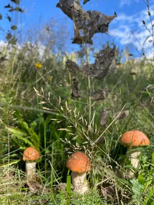 a group of mushrooms in a field of grass at Boutique Glamping Divja DiVine in Zgornja Korena