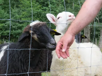 a person is petting two sheep through a fence at Apartments Radulje Bovec in Bovec