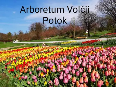 a field of colorful tulips in a park at Lexi Zen House in Kamnik