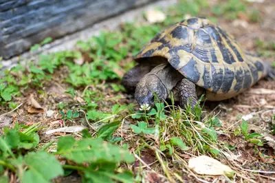 a turtle walking on the ground in the grass at Loni's Place Apartments in Ljubljana