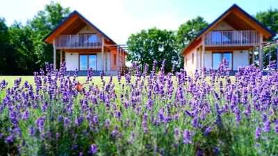 a field of purple flowers in front of two cottages at Hiša iz volne in Moravske Toplice