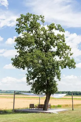 a tree with two benches under it in a field at Hiša iz volne in Moravske Toplice