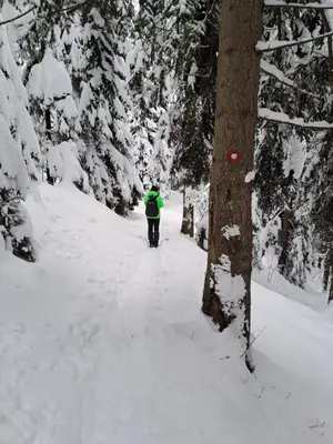 a person is walking down a snow covered trail at Family House Apartma in Mozirje