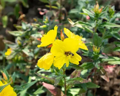 a yellow flower with a bee on it at Hiša na Vrtu in Šenčur